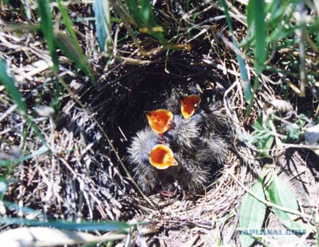 Скоро во всех гнёздах страны!... и не только
