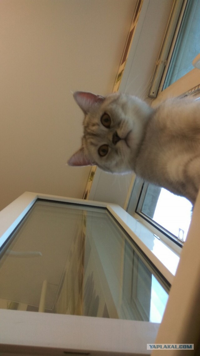 Ваши фотки котов на телефон