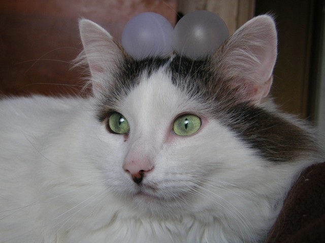 Котовторник на ЯПе (29.01)