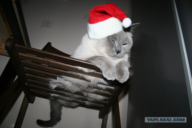 Я, мой Кот и его Человек