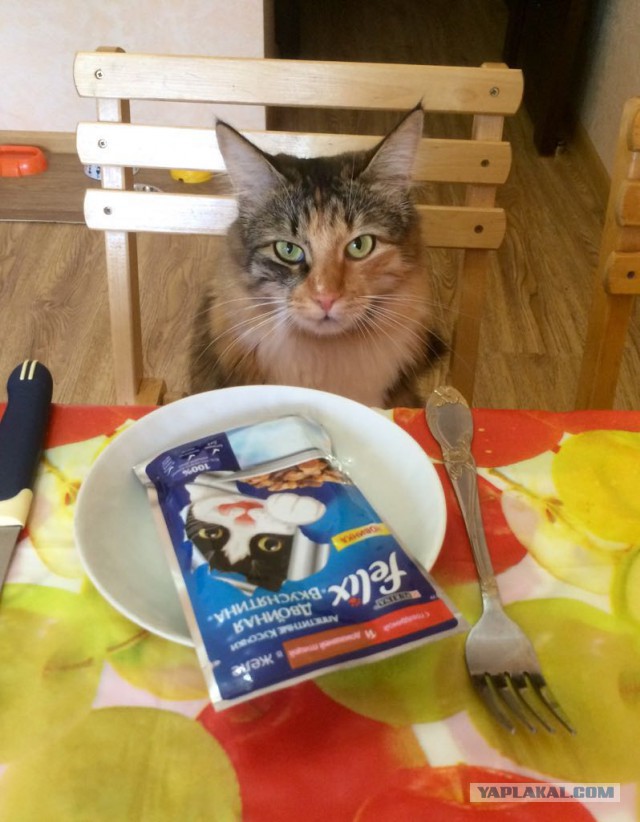 Котовторник 13.12.2016