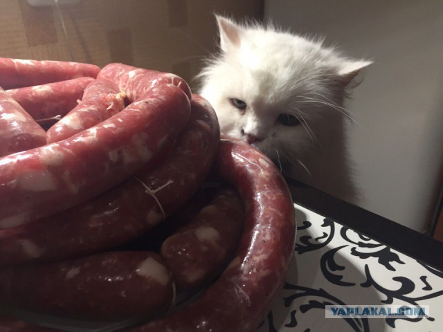 Котовторник 11/04/2017