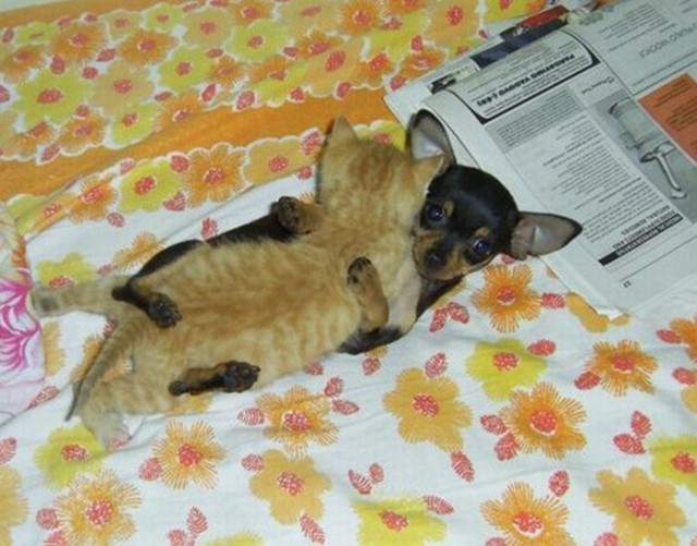 Коты и Кошки