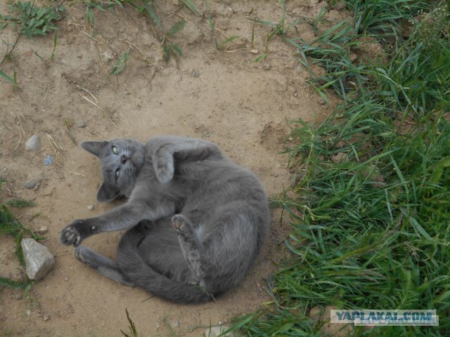 Жизнь домашнего приюта для котеек 171