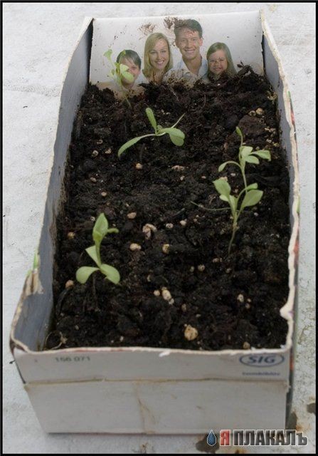 Дачная жесть. "Моя семья"