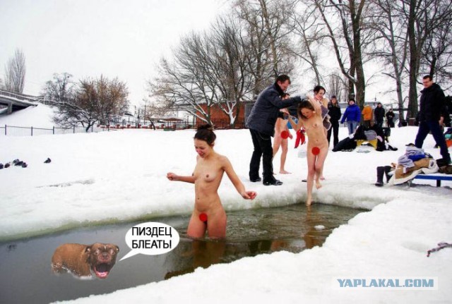 Жабельный собакен