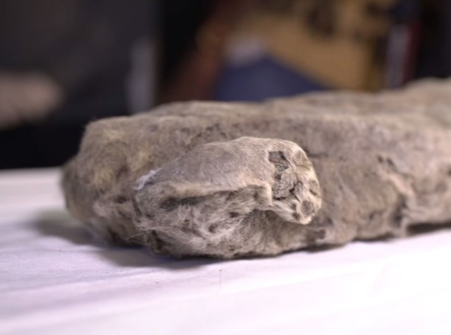 В Якутии нашли мумию пещерного львенка
