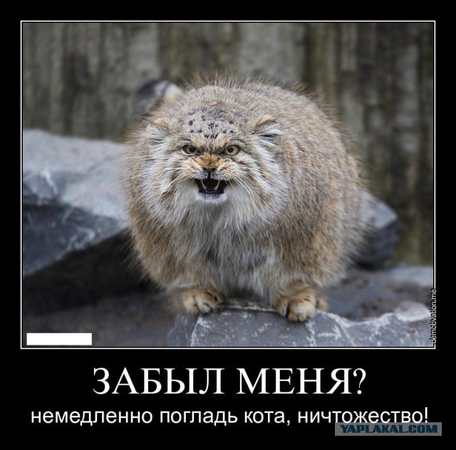 Чешите меня полностью