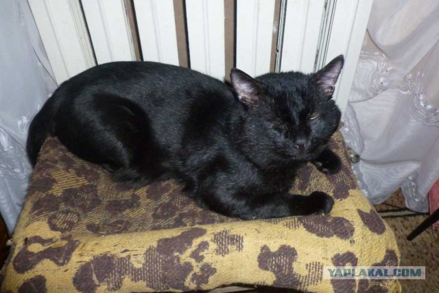 Котовторник 27.02.2018 наступил!