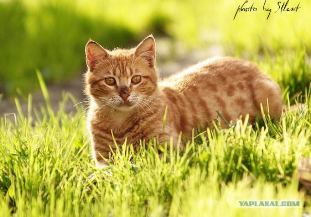 Котовторник на ЯПлакалъ