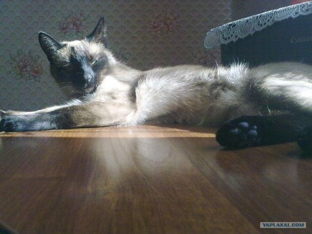 Котовторник