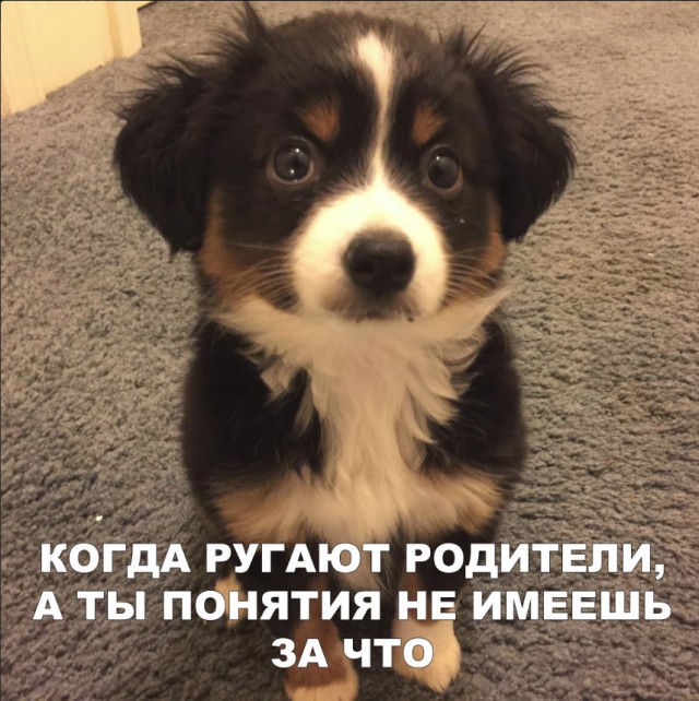 Милые животные. Мимиметр сломался