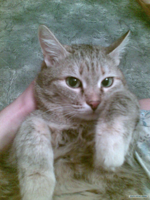 Кот, похожий на Воландеморта, ищет хозяина.
