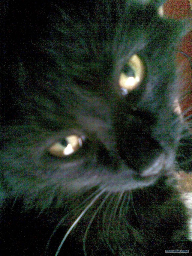 Котовторник! 08.11.11