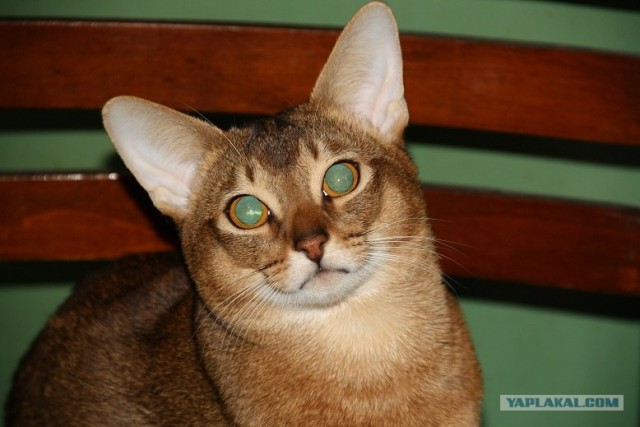 Котовторник 20.03.2012