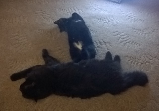 Еще одного кота пост..