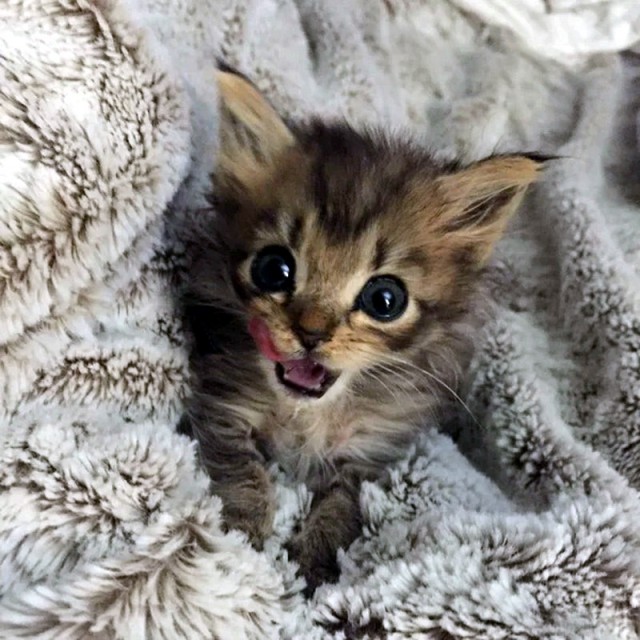 Прикольных котов пост
