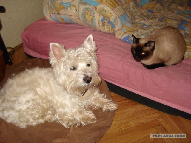Котовторник 1 мая 2012