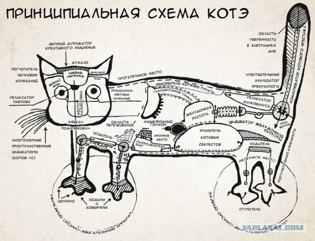 Кот породы "Спиешьпей"