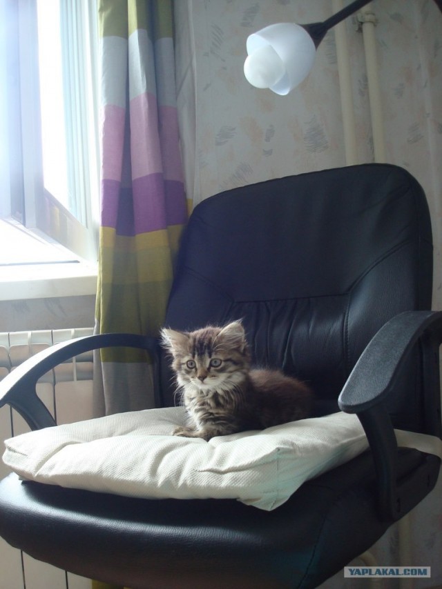 Котовторник на 26.06.12