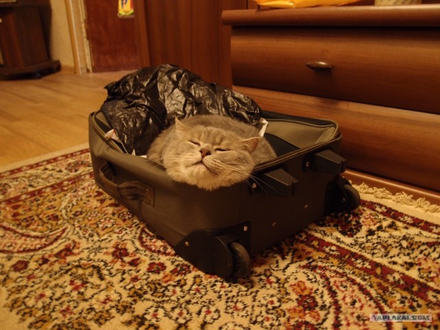 Котовторник 10. 07. 2012