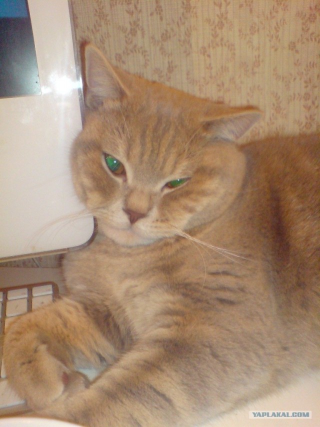 Котовторник 30.10.2012