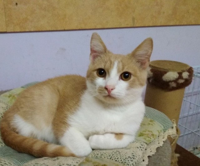 Забавные фото котеек