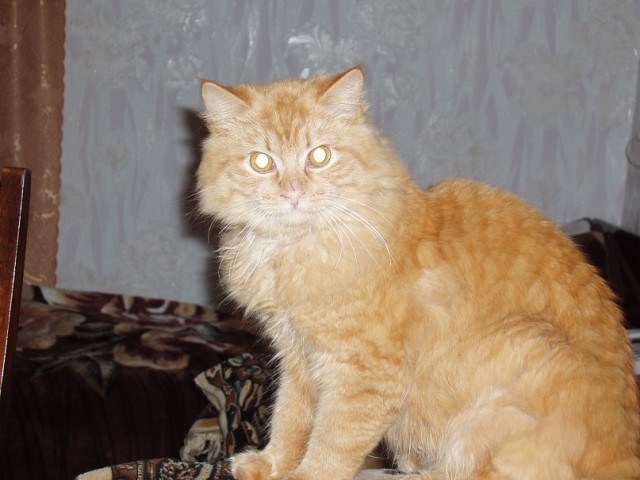 Забавные фото котеек