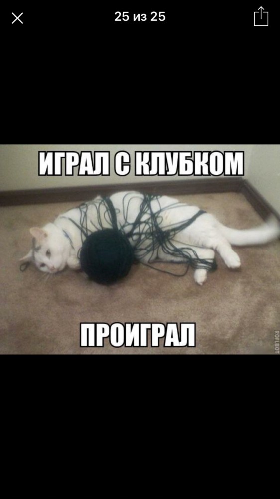 Котовторнику посвящается