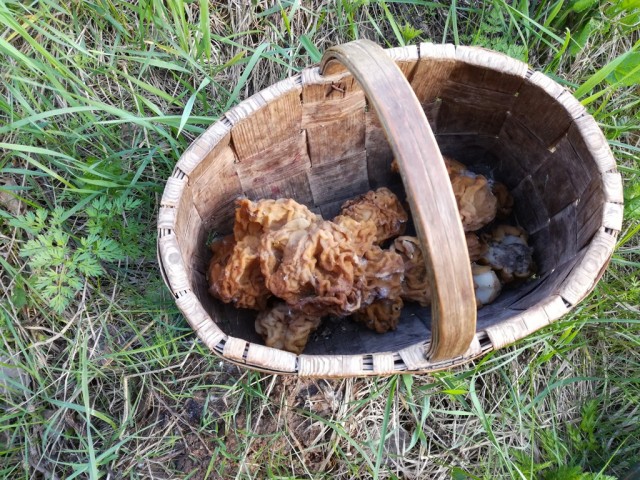 Сморчки в лесу