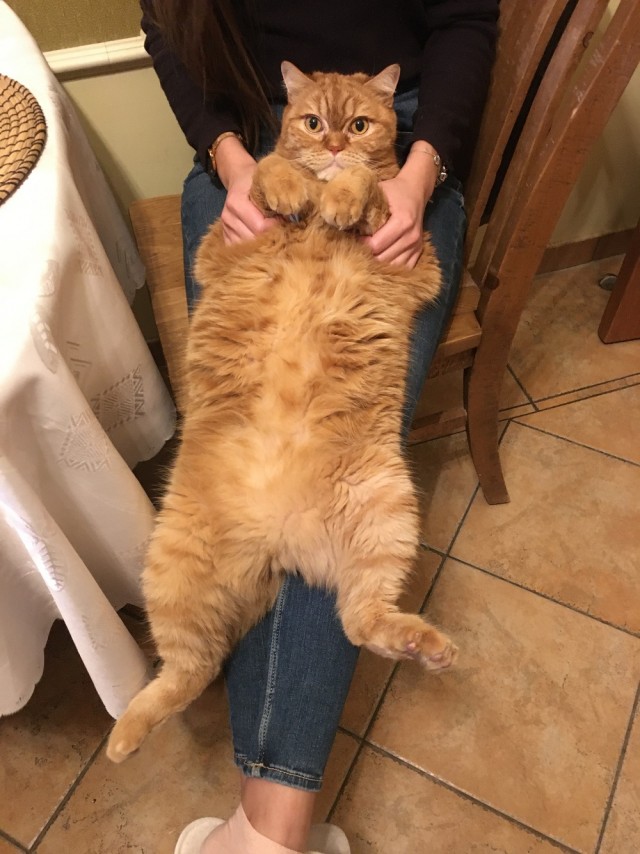 Котовторник 13.10.2020