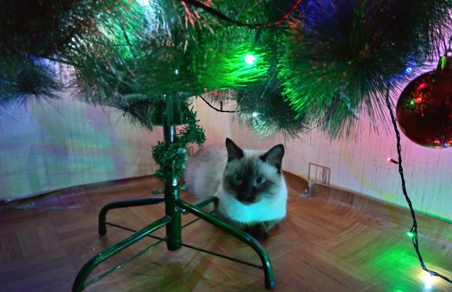 Последний котовторник 2020 года