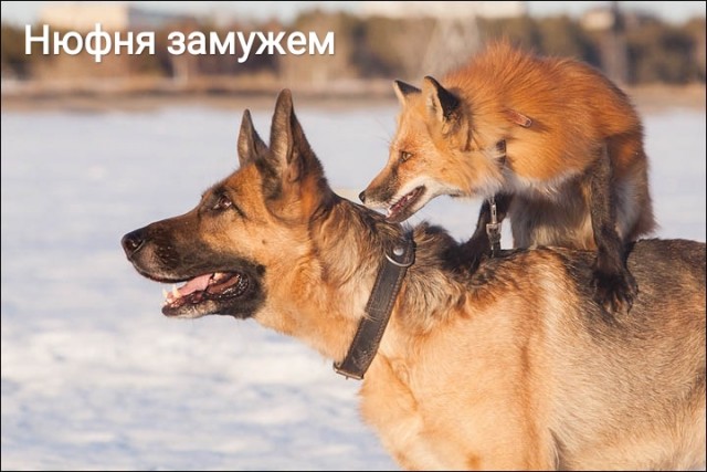 Лисички, картинки