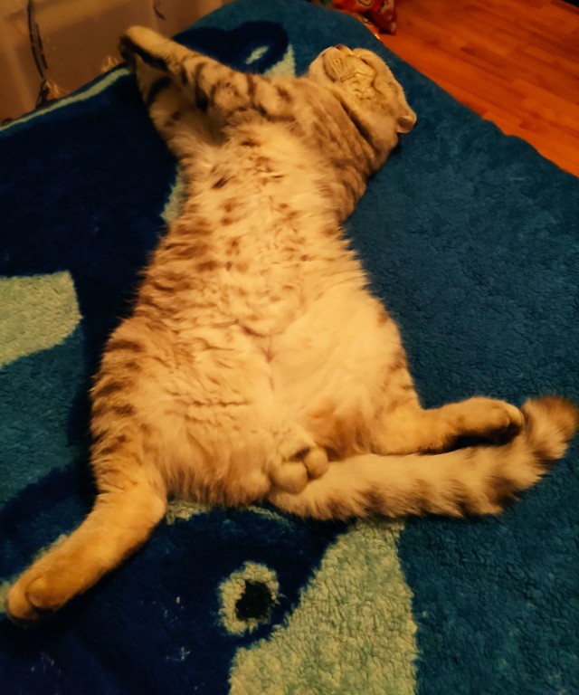Котовторник. Добавляйте своих