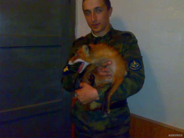 Как я лису в поле погладил