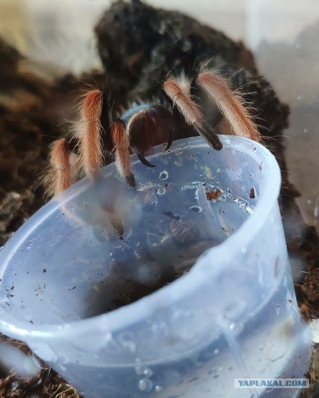 В Москве ядовитый паук-птицеед укусил своего хозяина за половой орган