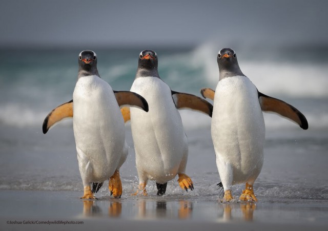 Лучшие фото конкурса Comedy Wildlife Photography Awards 2021