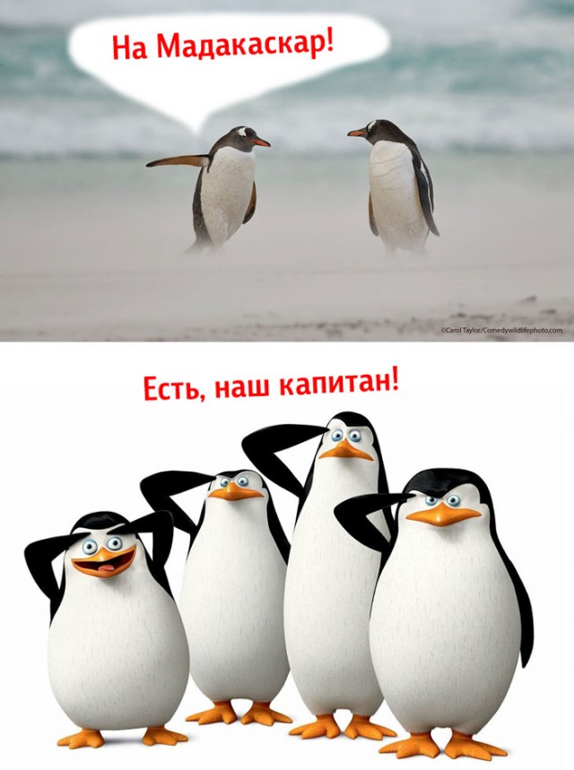 Лучшие фото конкурса Comedy Wildlife Photography Awards 2021