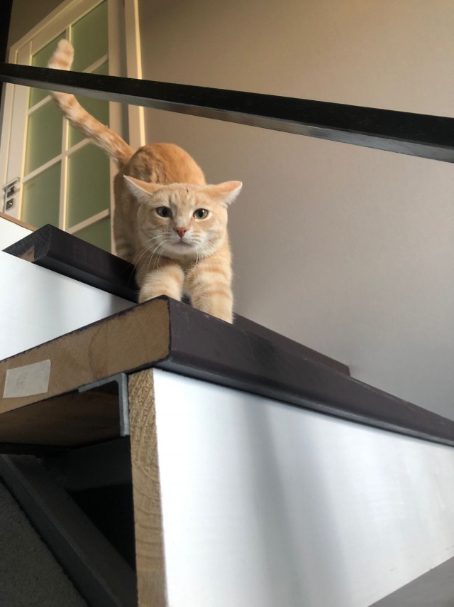 Котовторник