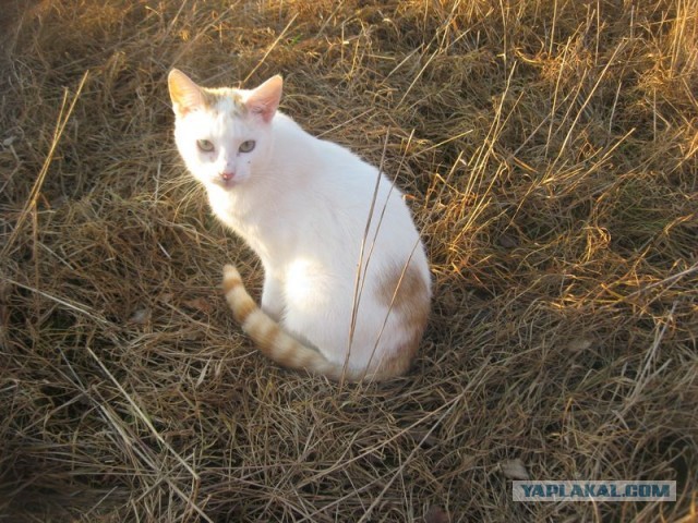 Жизнь домашнего приюта для котеек 366