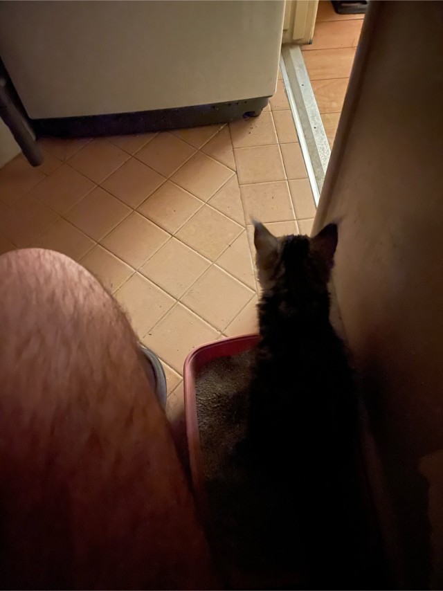 Сегодня кот наср*л на стену