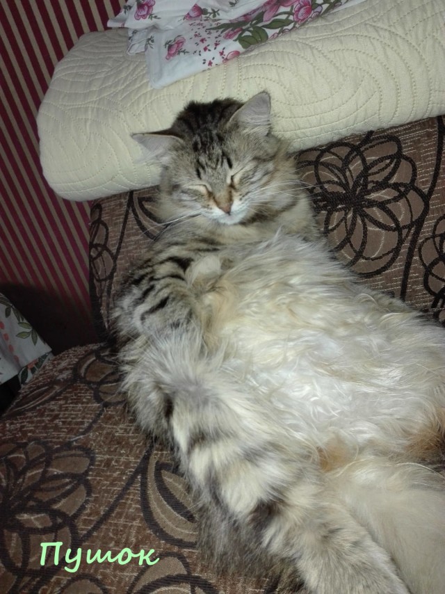 Жизнь домашнего приюта "Котоленд" 324