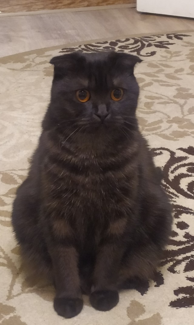 Ну, поехали в котоввторник!