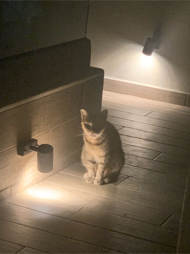 Вариант кота с лампой