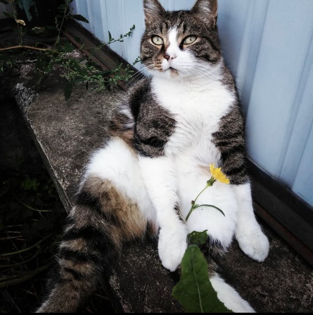 Лето и коты