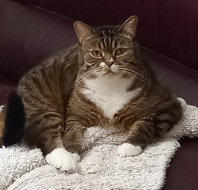Прогнать кота невозможно
