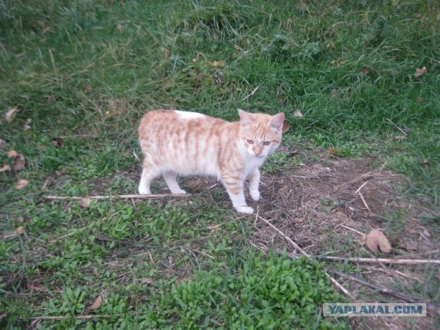 Жизнь домашнего приюта для котеек 417