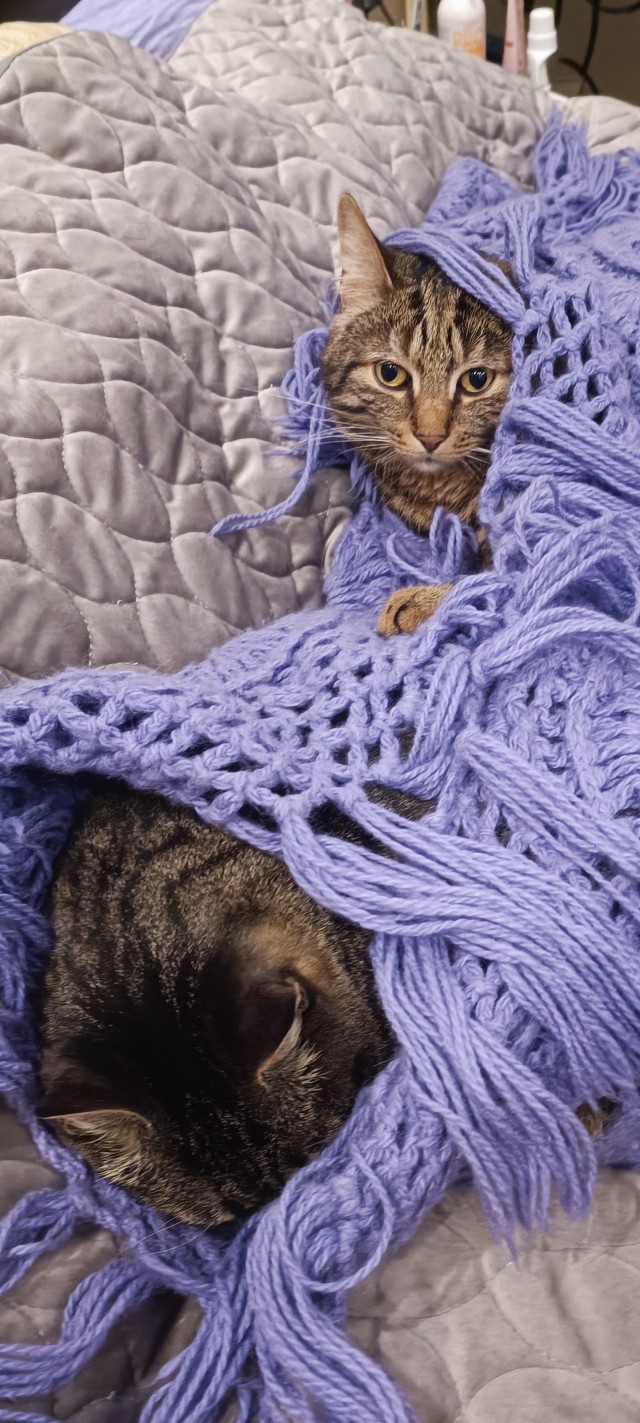 Котовторник 1.11.22