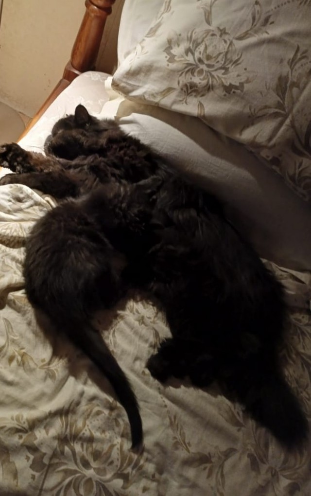 К котовторнику