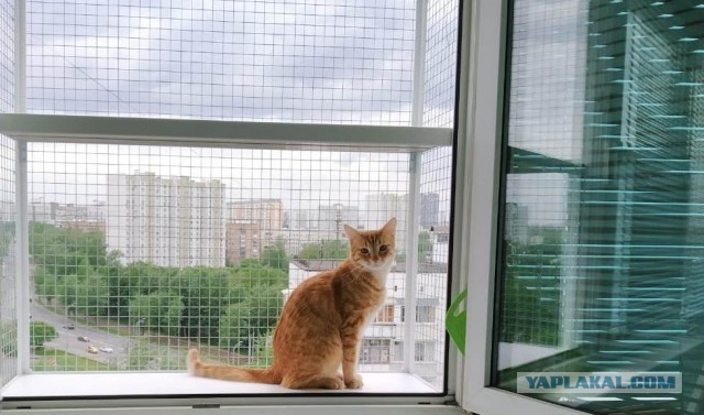 Балкон для кота на окно установлен у кого нить?
